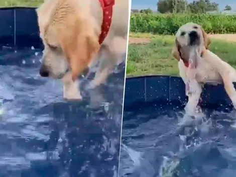 Video viral: esta manguera diabólica provocó la caída más divertida de este pobre perro