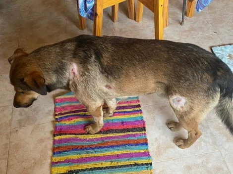 Queremos llorar: Pablo Lescano subió foto de su perro todo lastimado