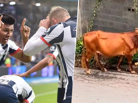 ¡Como un toro! Gallardo trollea a Janssen