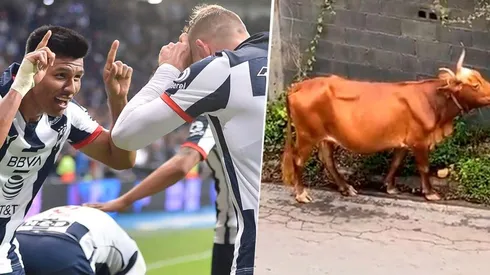 ¡Como un toro! Gallardo trollea a Janssen