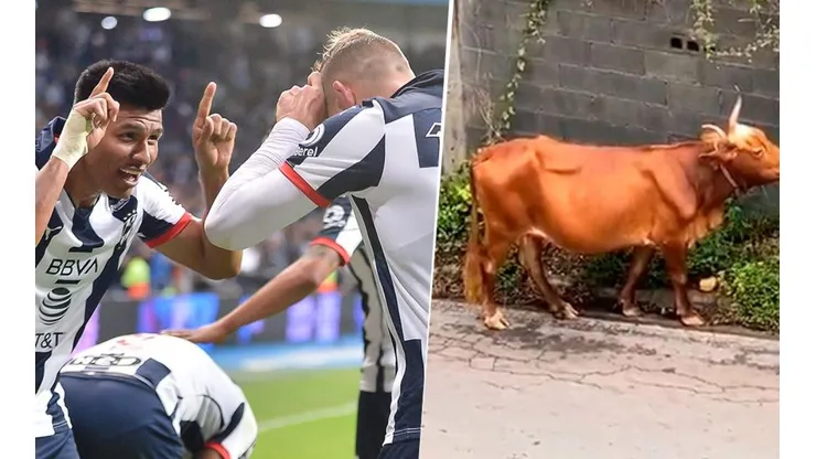 ¡Como un toro! Gallardo trollea a Janssen