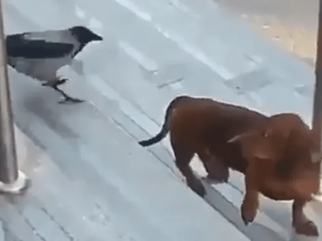 Video viral: este perrito fue víctima de un pájaro diabólico