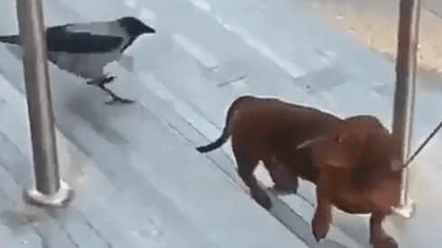 Video viral: este perrito fue víctima de un pájaro diabólico