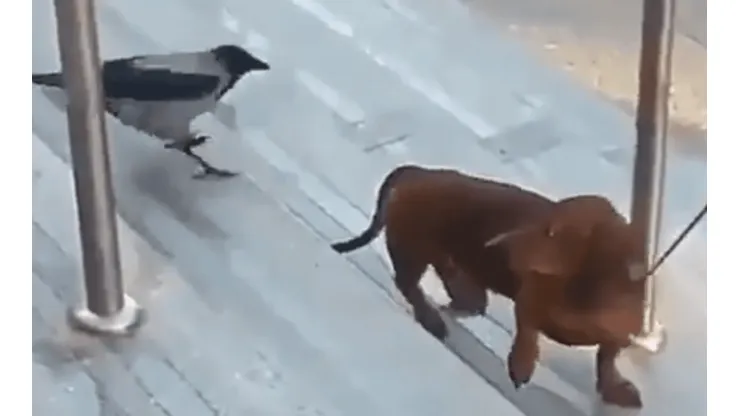 Video viral: este perrito fue víctima de un pájaro diabólico