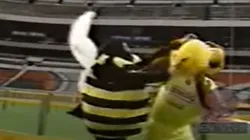 La 'abejita' de Otro Rollo atacó a las mascotas en la carrera de Otro Rollo.