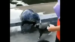 Video viral: esta foca sufrió toda la furia de un gato diabólico