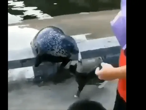 Video viral: esta foca sufrió toda la furia de un gato diabólico