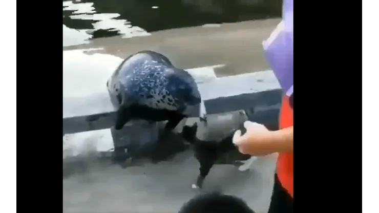Video viral: esta foca sufrió toda la furia de un gato diabólico