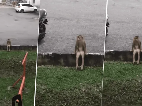 Video viral: el mono diabólico está esperando que los niños salgan del cole
