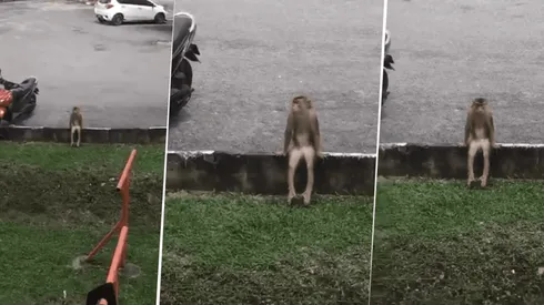 Foto del mono diabólico.