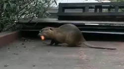Video: apareció un roedor gigante dando vueltas por La Boca
