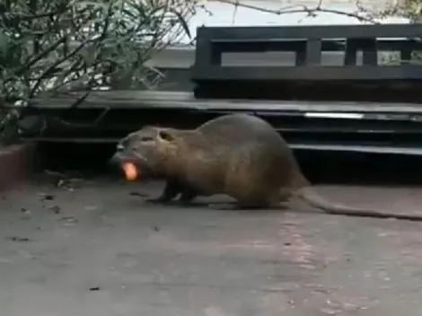 Video: apareció un roedor gigante dando vueltas por La Boca