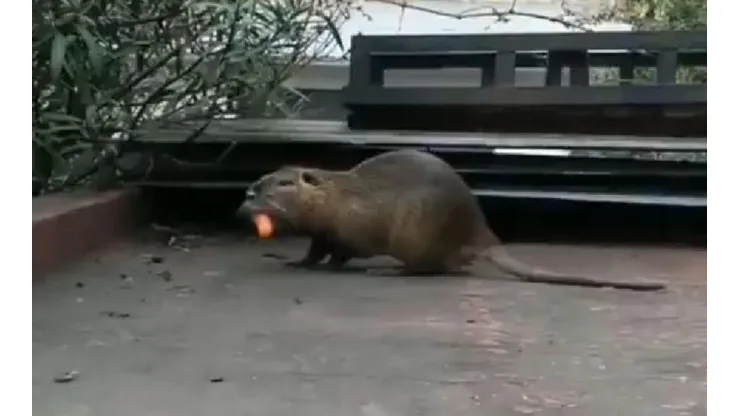 Video: apareció un roedor gigante dando vueltas por La Boca