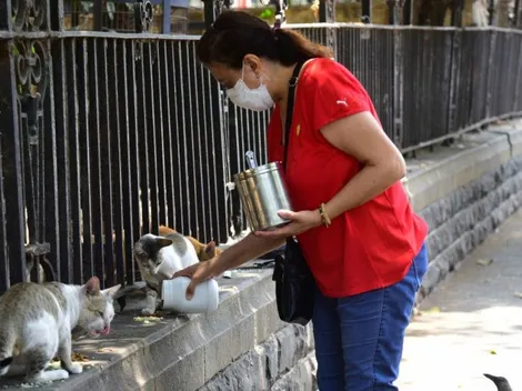 Ojo: confirmaron que dos mascotas (gatos) dieron positivo por Coronavirus