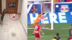 Viral: el gato que imita las atajadas de Andre Blake