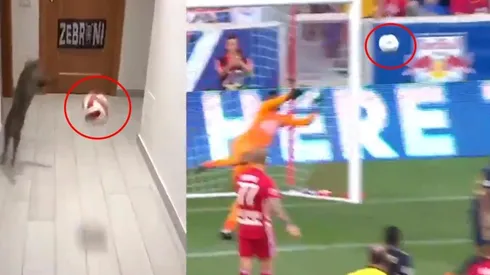 Viral: el gato que imita las atajadas de Andre Blake