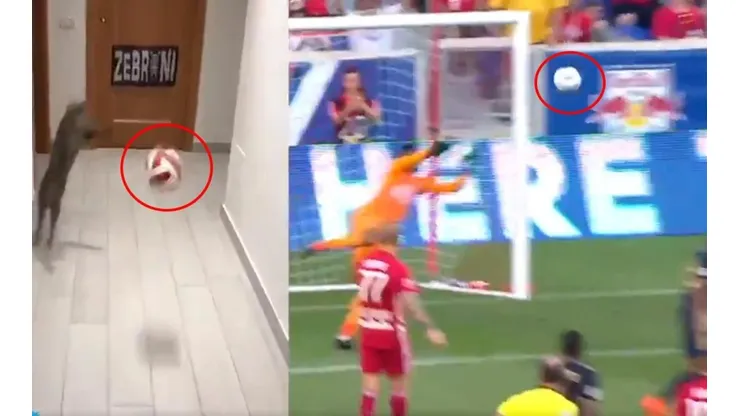 Viral: el gato que imita las atajadas de Andre Blake