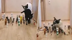 Video viral: este perrito diabólico hizo todo mal en el reto de momento