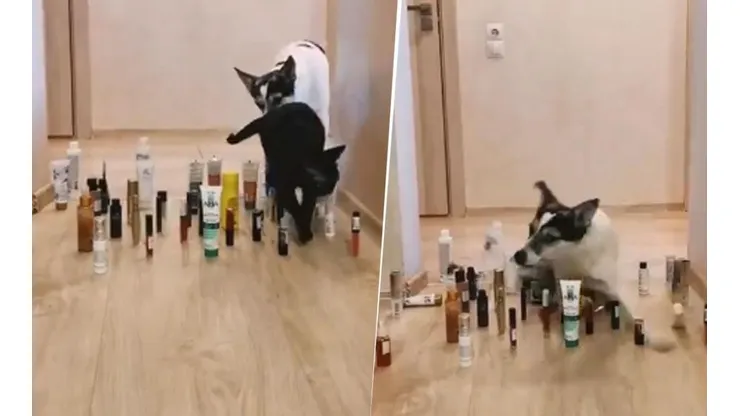 Video viral: este perrito diabólico hizo todo mal en el reto de momento