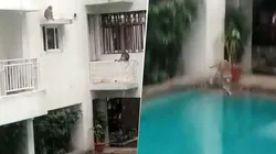 Video viral: en cuarentena, estos monos se ponen diabólicos al ver el agua