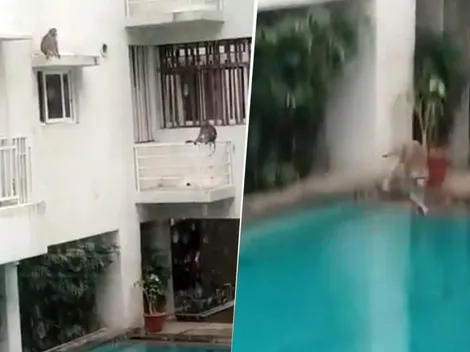 Video viral: en cuarentena, estos monos se ponen diabólicos al ver el agua