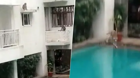 Video viral: en cuarentena, estos monos se ponen diabólicos al ver el agua