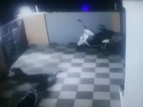 Video impresionante: perro se defiende del ataque de un jaguar