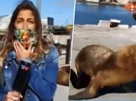 Video: un lobo marino le hizo pegar el susto de su vida a esta periodista