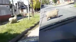 Solo en cuarentena: fue al supermercado en Lanús y casi choca a una oveja