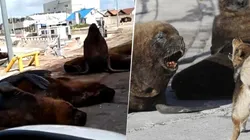 Fotos y videos: los lobos marinos se apoderaron de Mar del Plata