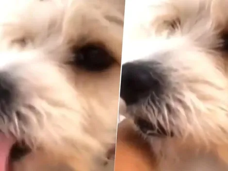 Video viral: este perro diabólico se olvidó que en cuarentena está prohibido lamer