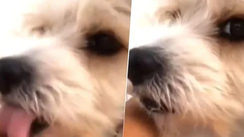 Video viral: este perro diabólico se olvidó que en cuarentena está prohibido lamer