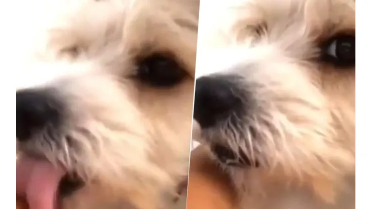Video viral: este perro diabólico se olvidó que en cuarentena está prohibido lamer