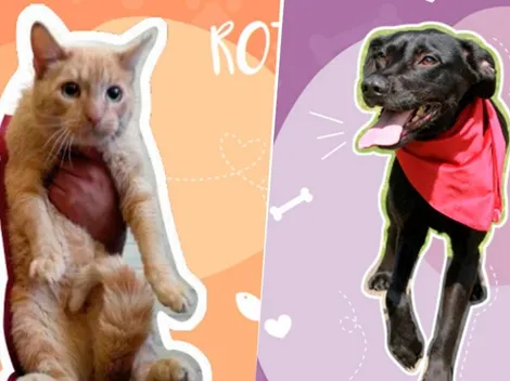 CDMX invita a la población a adoptar una mascota para pasar el aislamiento en compañía