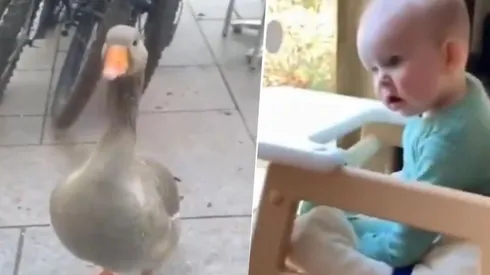 Video viral: la reacción del bebé al ver a este pato diabólico es todo lo que está bien