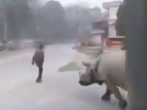 Video: rompió la cuarentena y lo persiguió ¡un rinoceronte!