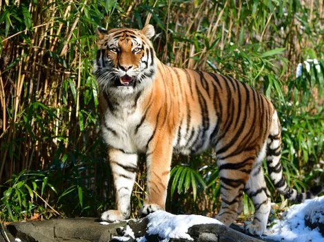 Aparece el primer animal con Coronavirus en Estados Unidos: un tigre en Nueva York