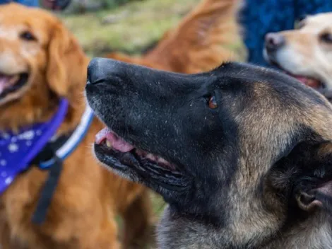 ¿Qué hacen? 70 perros fueron envenenados en la localidad de Chapinero, Bogotá