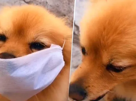 El perro que conquistó las redes redes sociales por sus usos del cubrebocas