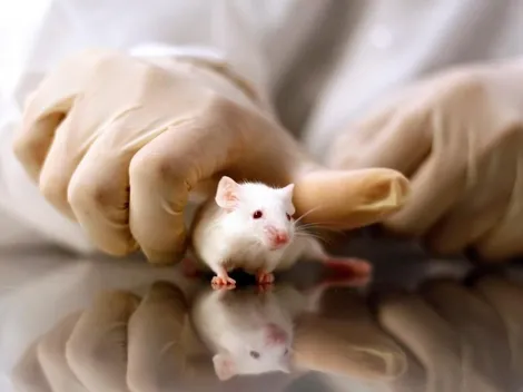 Prueban vacuna en ratones y logran neutralizar con éxito el Coronavirus