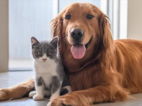 El Ministerio de Salud recomienda higienizar a las mascotas