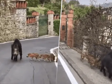 Un grupo de jabalíes salieron a las calles de Bérgamo en plena cuarentena