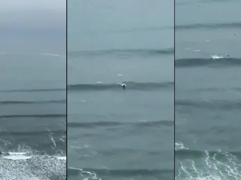 A lo Venecia: delfines fueron captados en las orillas de la Costa Verde