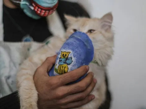 Detectan caso de un gato contagiado de coronavirus por su dueño