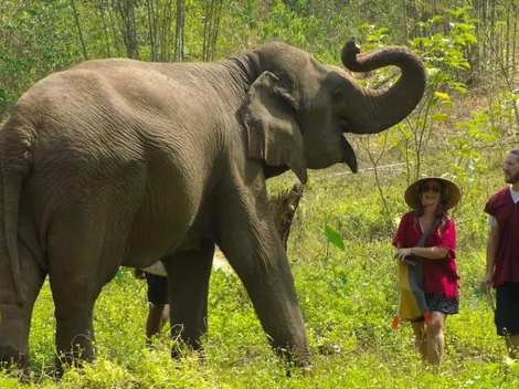 Gracias al coronavirus, liberaron a 78 elefantes en Tailandia