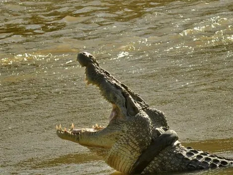 Rompió la cuarentena y se lo comió un cocodrilo