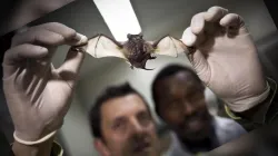 Hay fuertes teorías que indican que el virus se originó por los murciélagos.