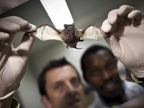 Medio extranjro informa que peruanos incineran murciélagos por coronavirus