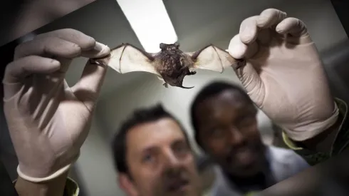 Hay fuertes teorías que indican que el virus se originó por los murciélagos.