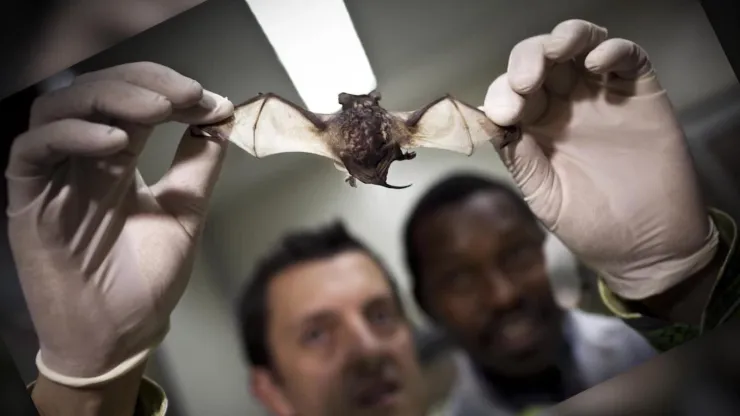 Hay fuertes teorías que indican que el virus se originó por los murciélagos.